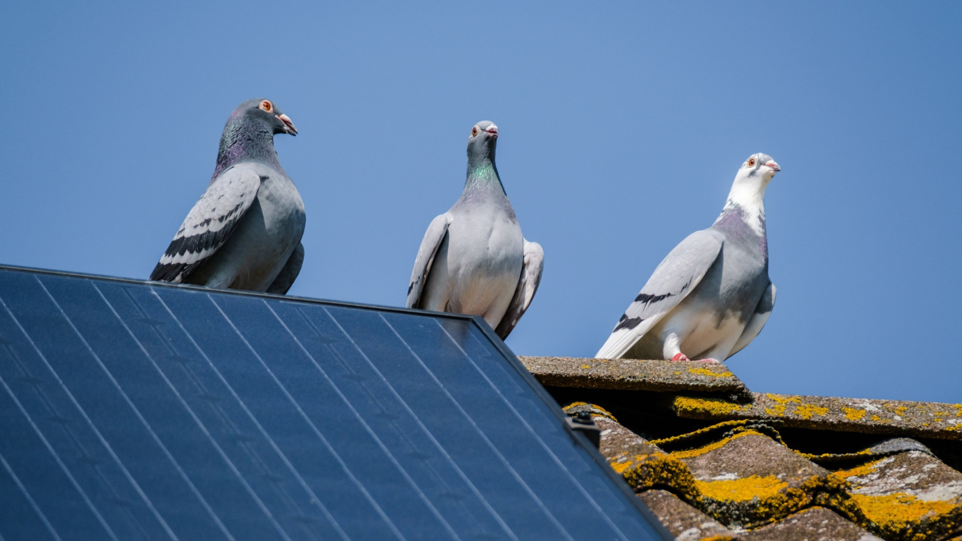 Pigeons on a house roof with solar panels,
