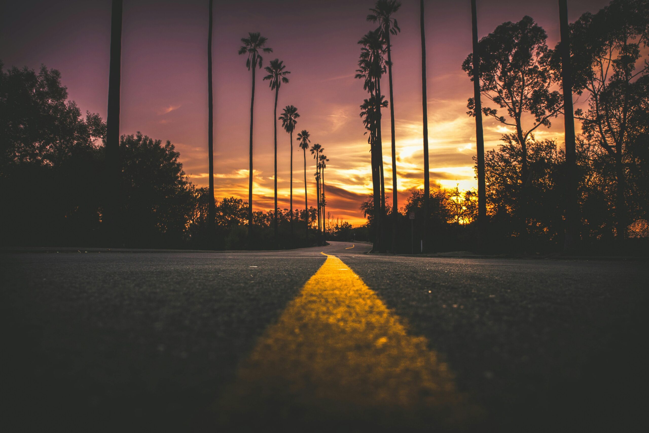 Tarmac road with yellow line and sunset and tall trees in the background